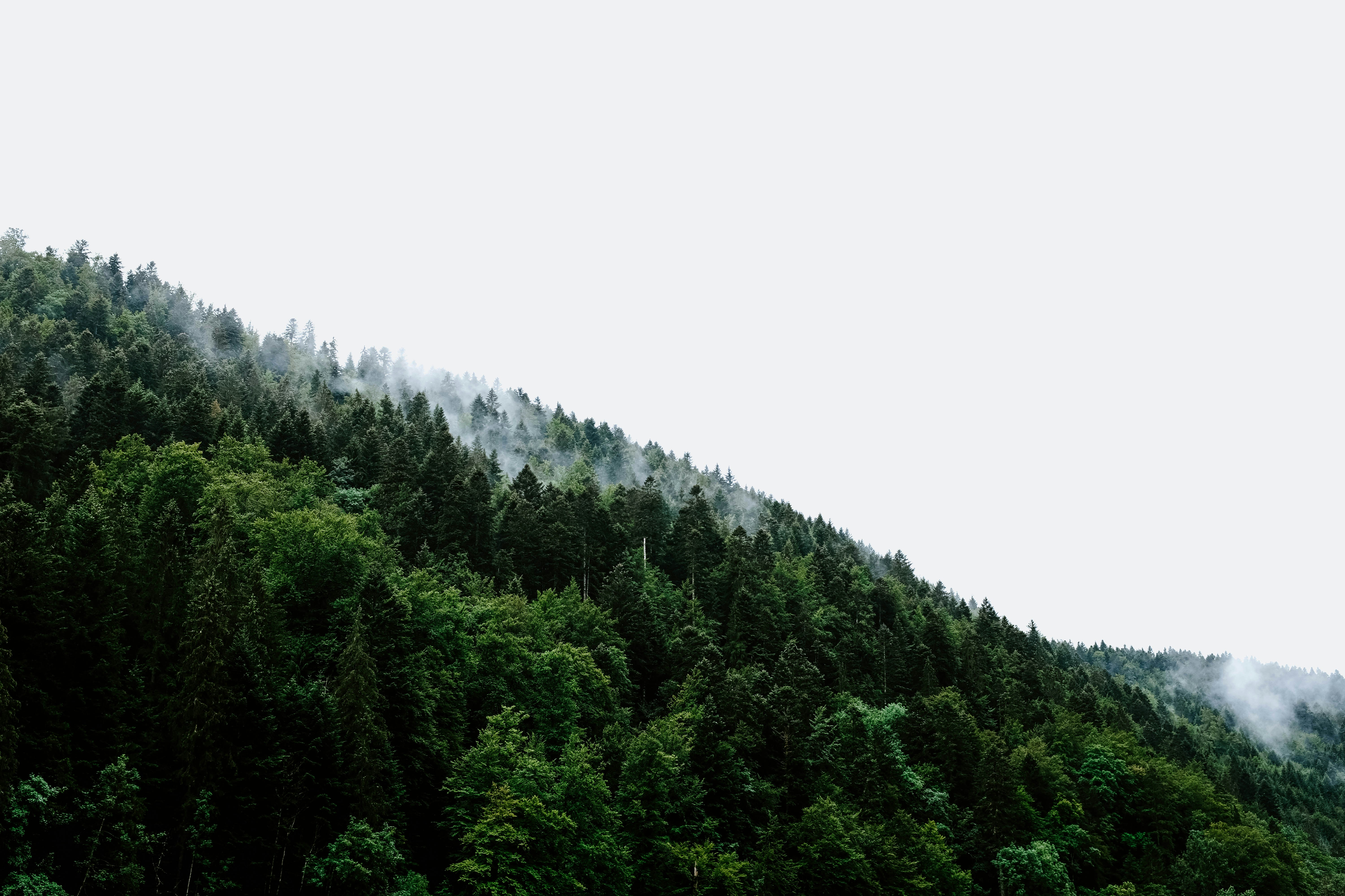Cuidamos nuestros bosques