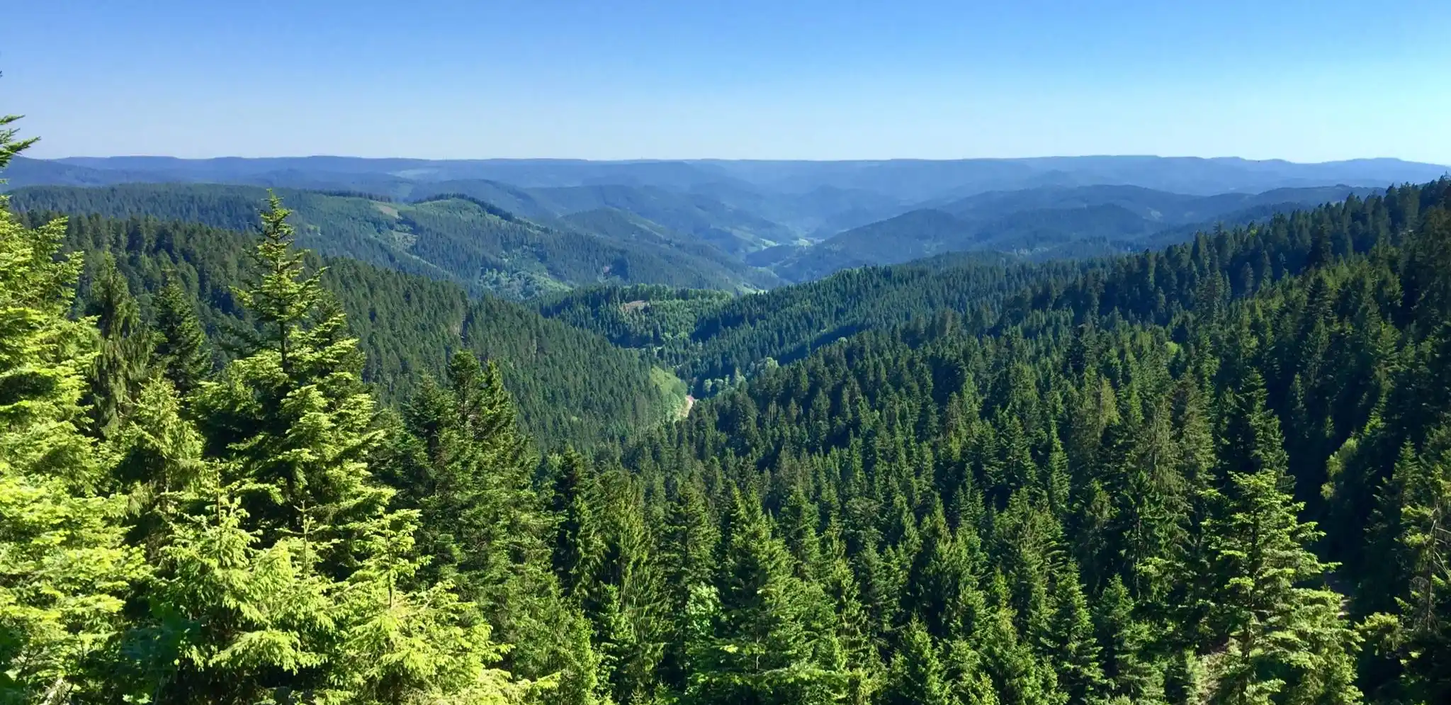 Bosque verde